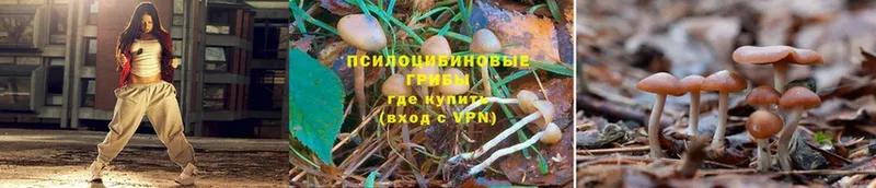 купить наркотики цена  Вольск  Галлюциногенные грибы Cubensis 